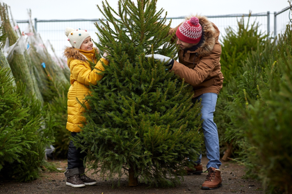 Tips voor het kiezen van de juiste kerstboom